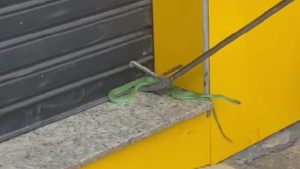 "Cobra cipó é resgatada no meio de avenida movimentada em bairro da Serra" "Cobra cipó é resgatada no meio de avenida movimentada em bairro da Serra"