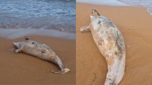 Serra Golfinho Praia