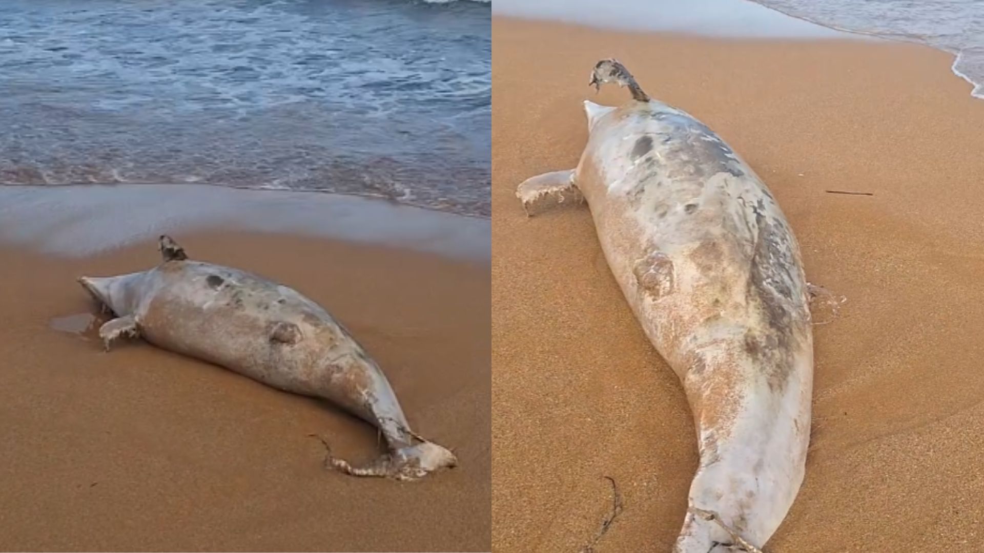 Serra Golfinho Praia