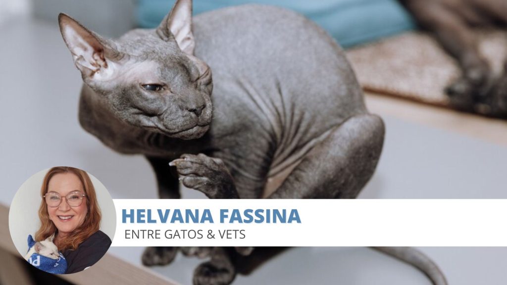 coceira gato