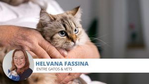 parasitas pele felinos