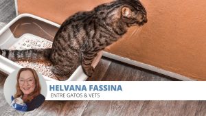 parasitas intestinais felinos