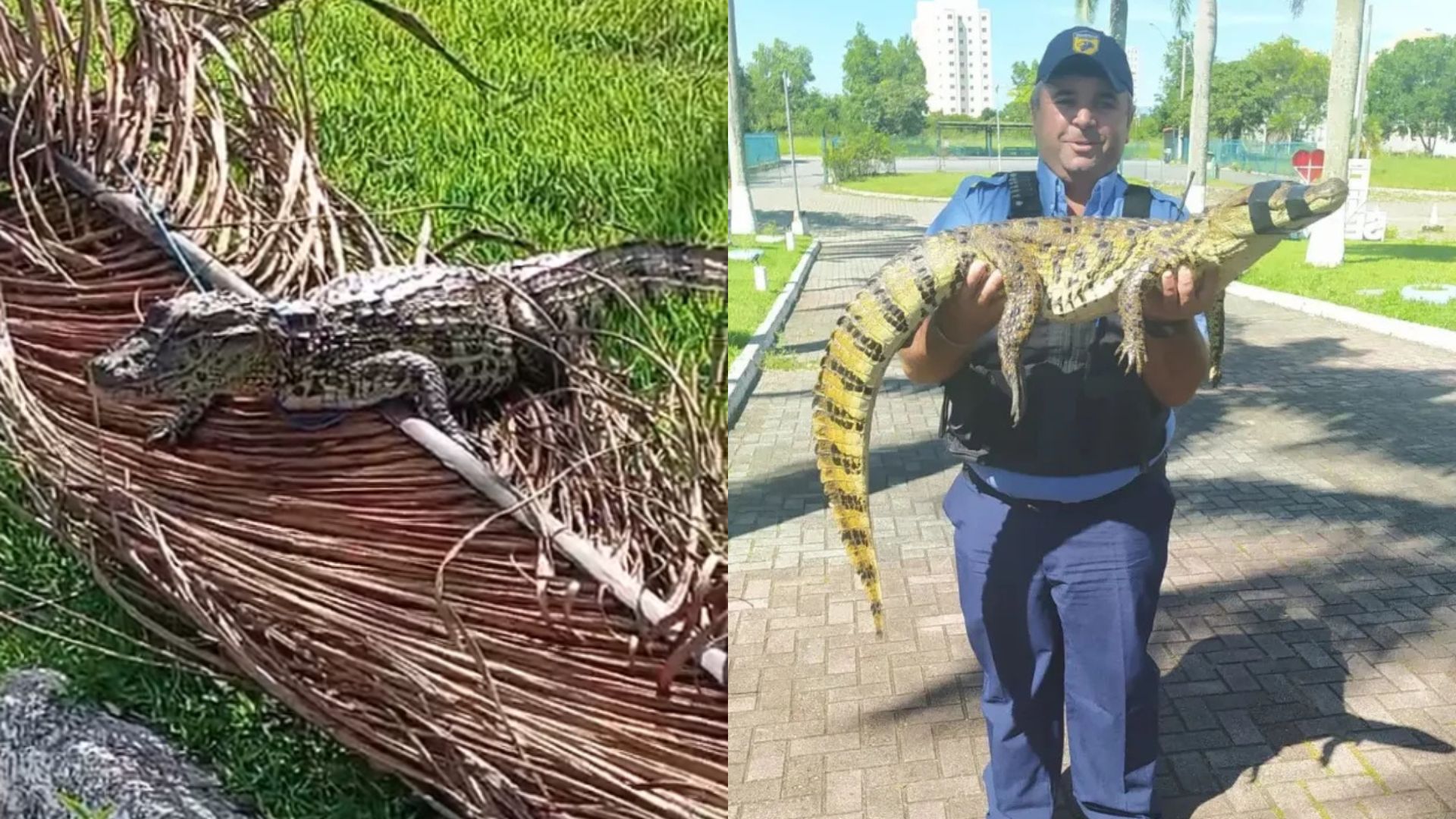 Serra Jacaré Escola Ifes