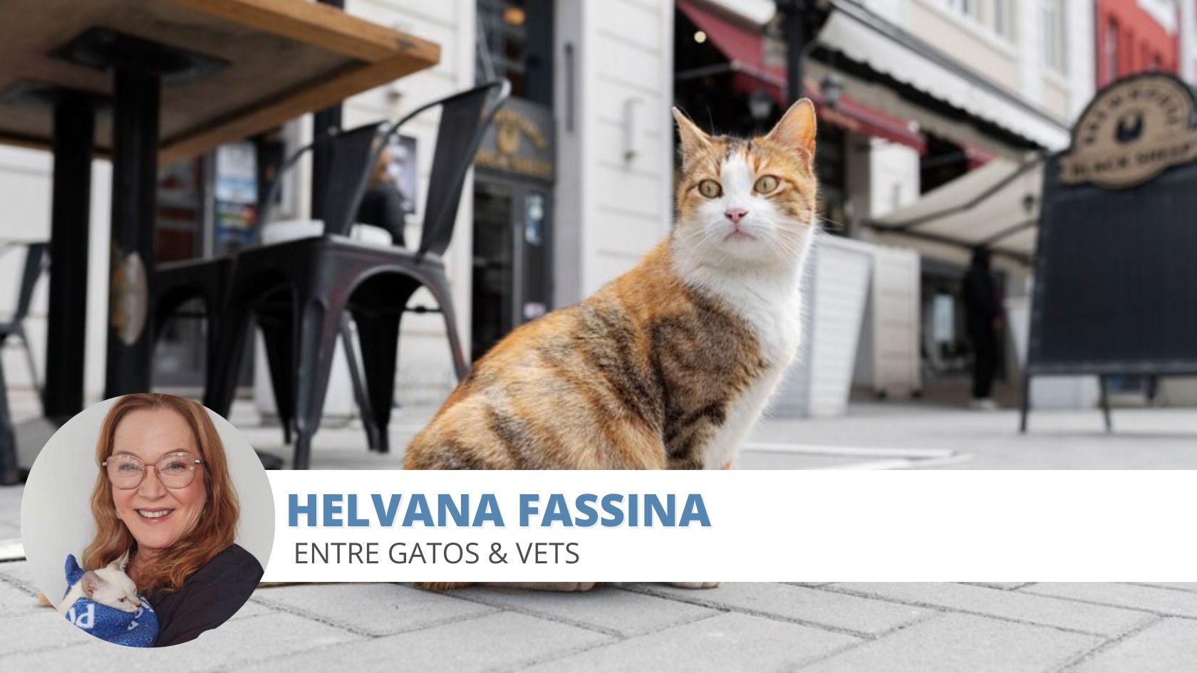 parasitas intestinais felinos