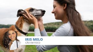 estimulação mental nos cães