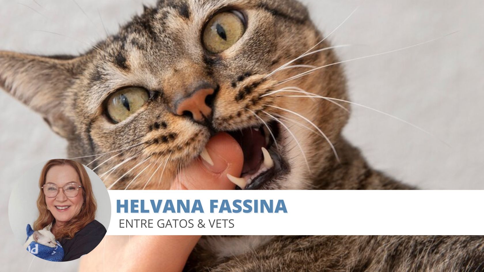 Agressividade felina