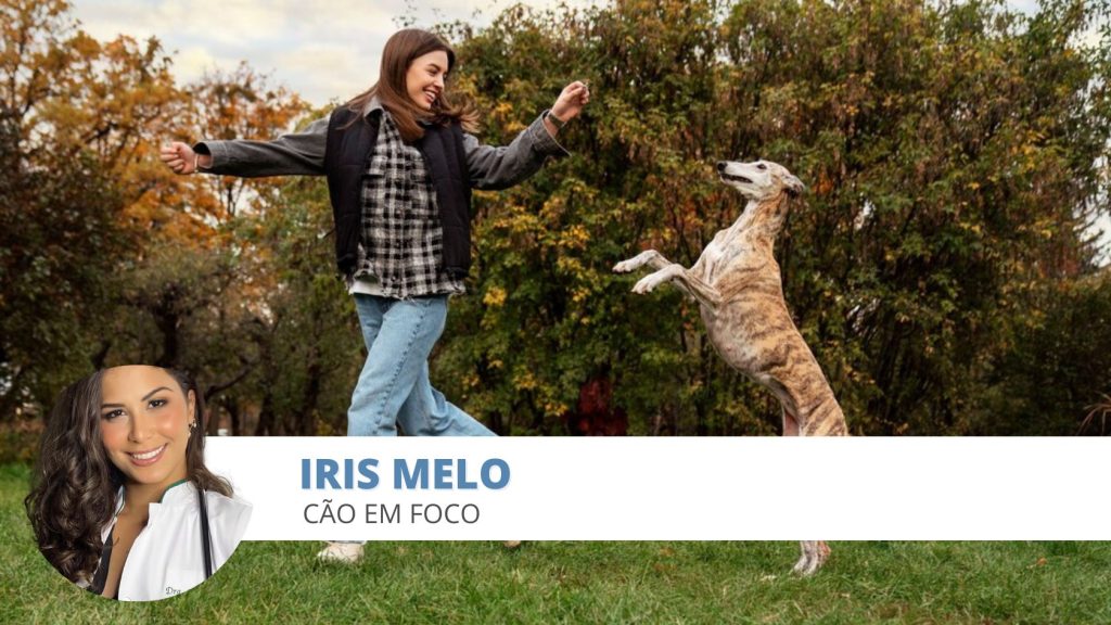 exercício cães
