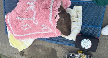 Capivara é atropelada na BR-101 e mobiliza resgate na Serra