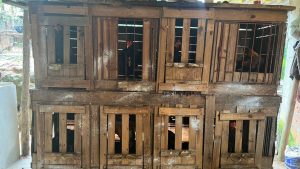 Rinha de galos Serra Rinha de galo Morador