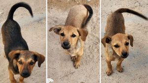 filhotes abandonadas adoção