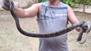 Cobras venonosas Serra