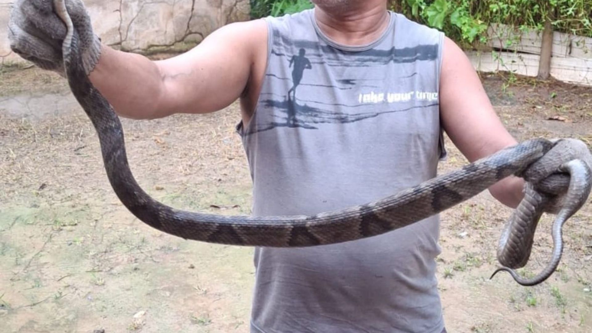 Cobras venonosas Serra