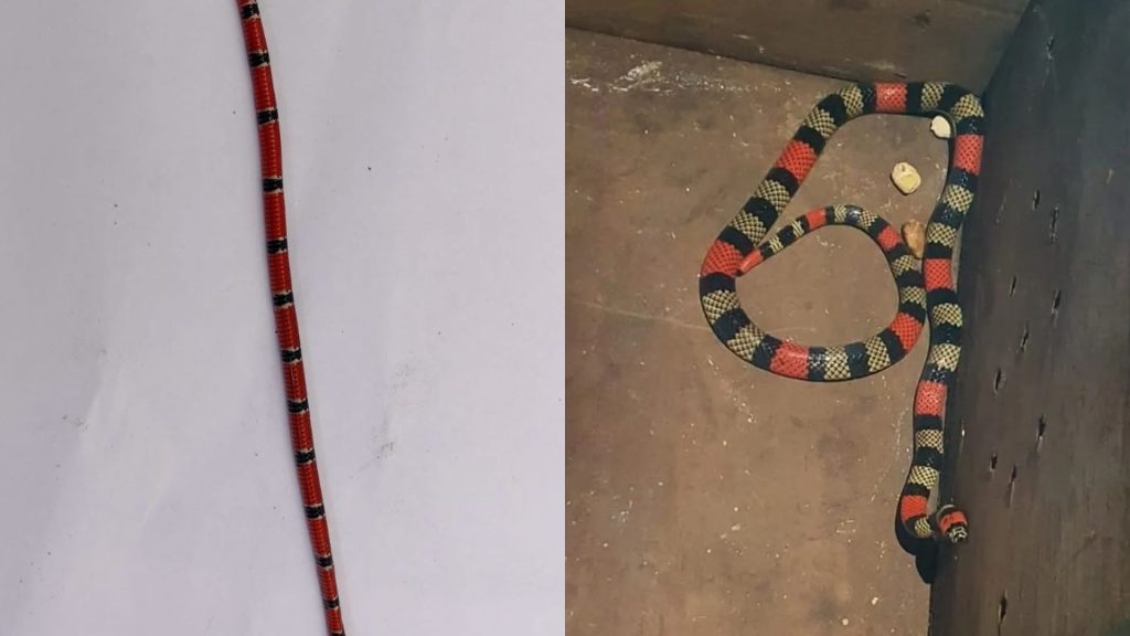 Serra Cobras venenosas Cobras Cobra coral Jararaca