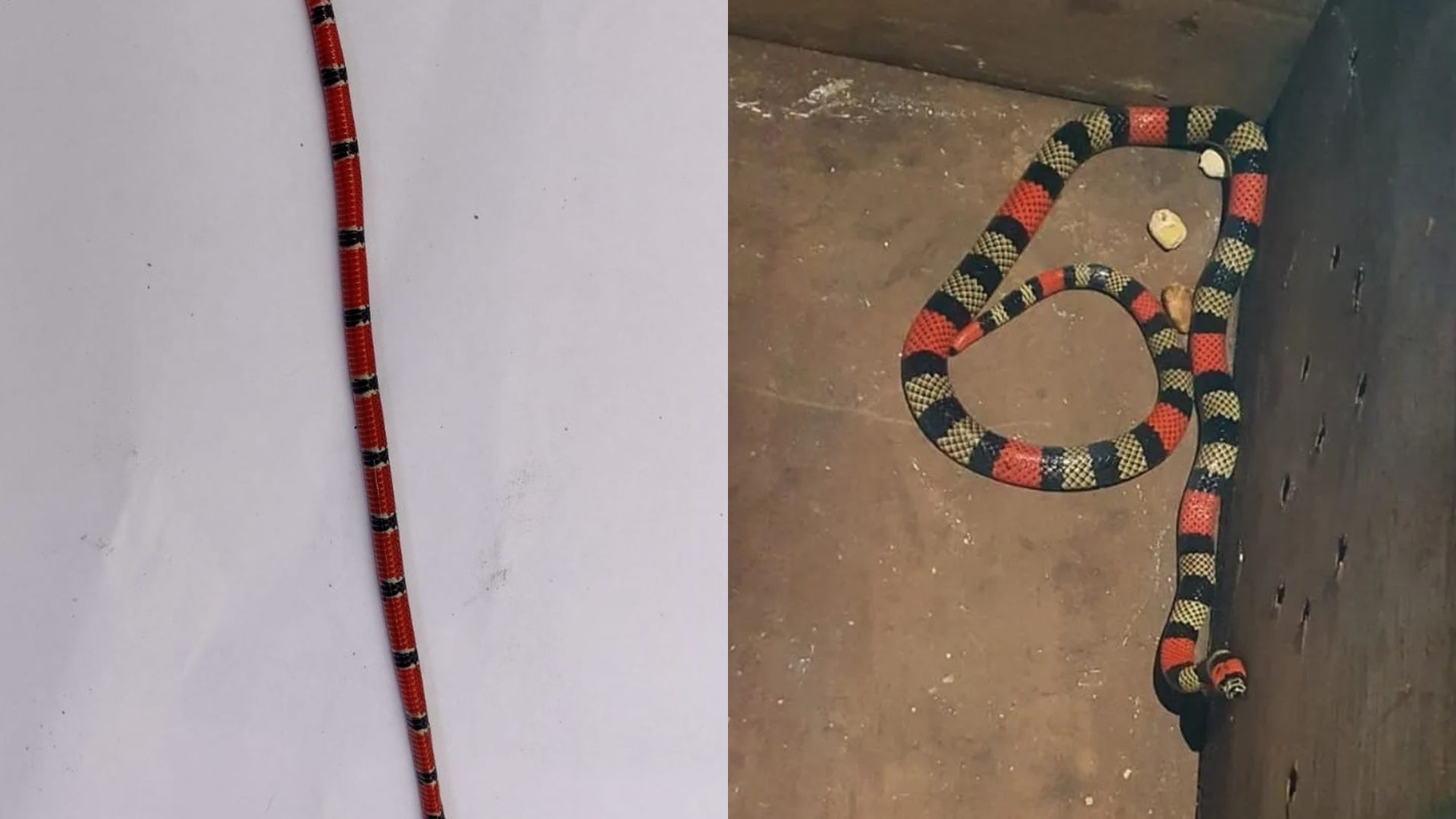 Serra Cobras venenosas Cobras Cobra coral Jararaca