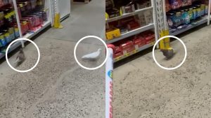 Serra BH Supermercados Pombos Supermercado