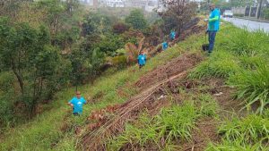 árvores ambiental Serra