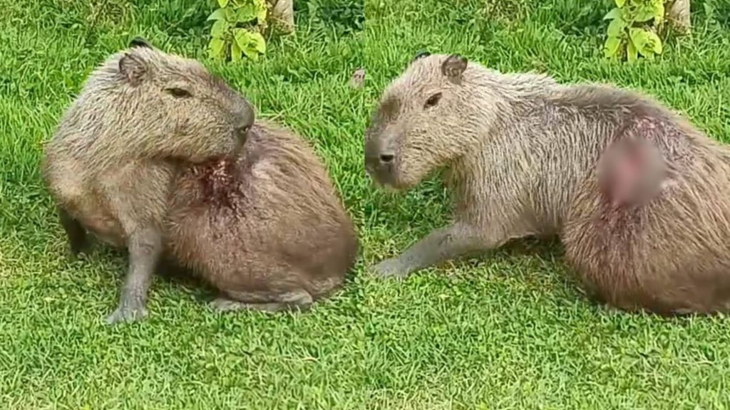 Capivara Boulevard Lagoa Serra