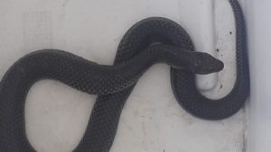 Serra Cobra Devoradora de jararacas