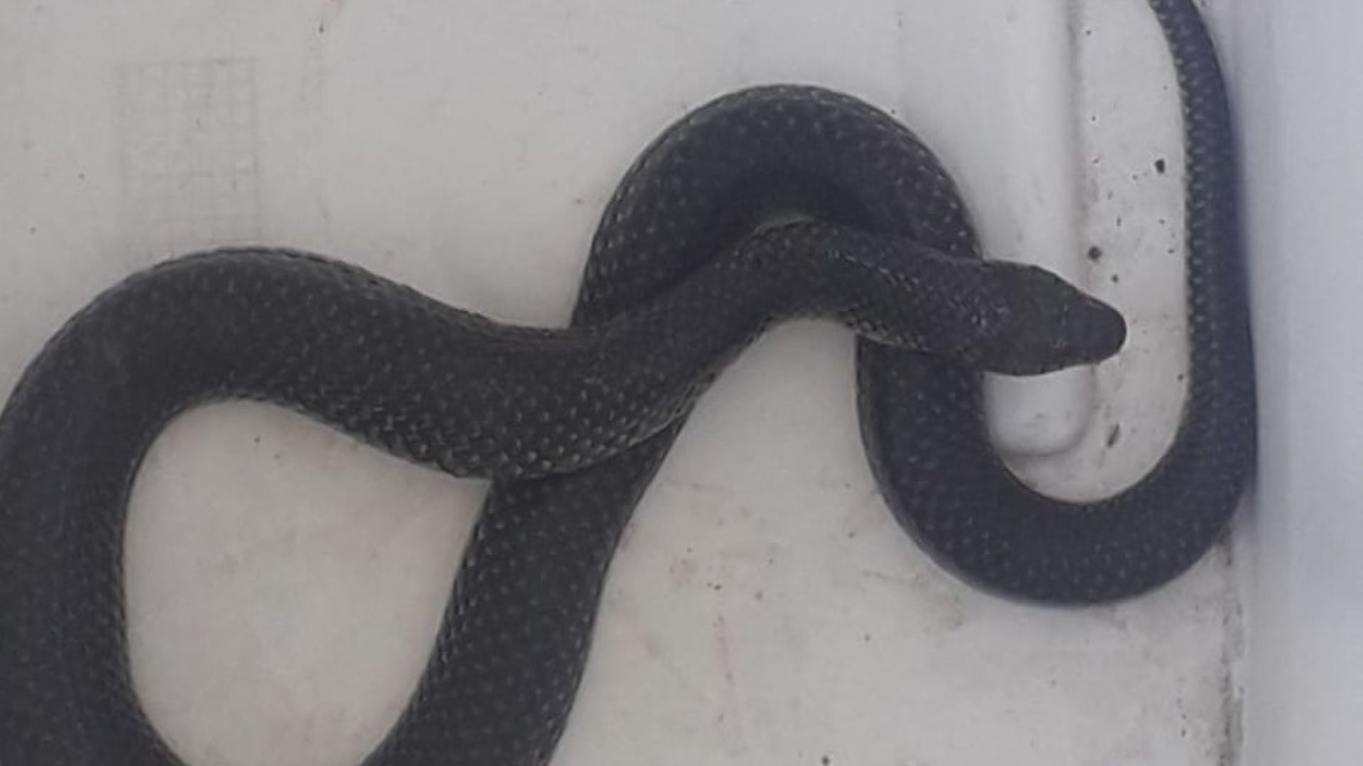 Serra Cobra Devoradora de jararacas