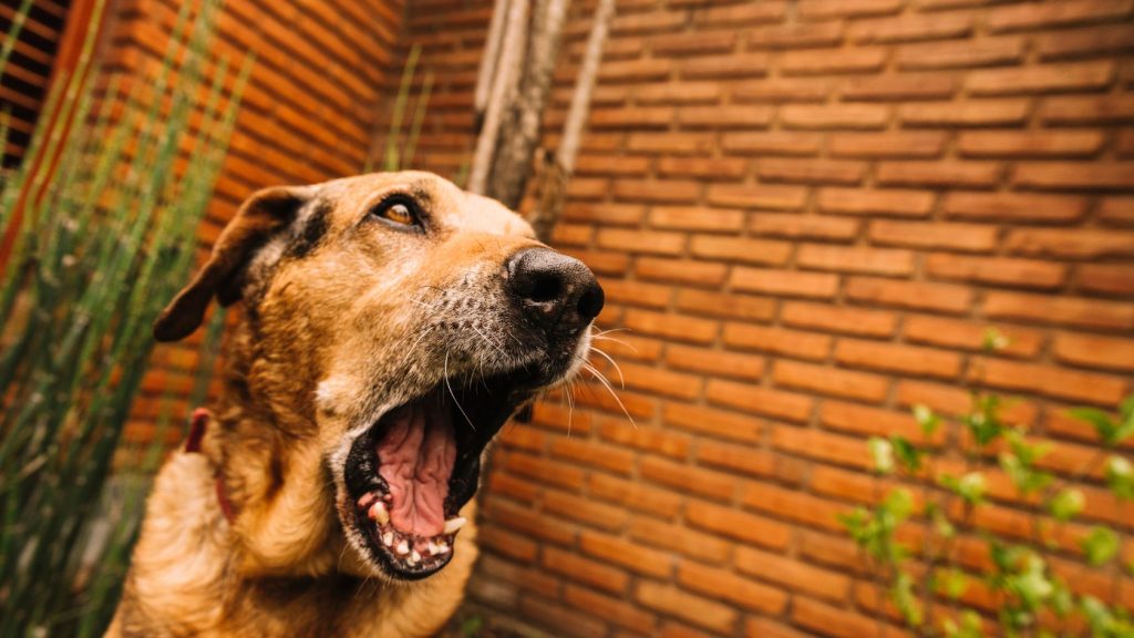 Comportamento canino