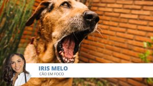 Comportamento canino