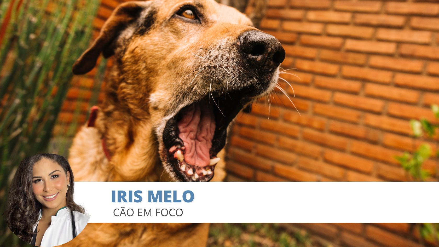 Comportamento canino