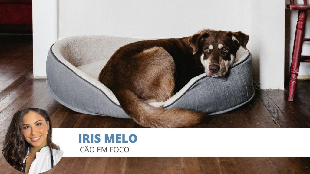 ansiedade cães