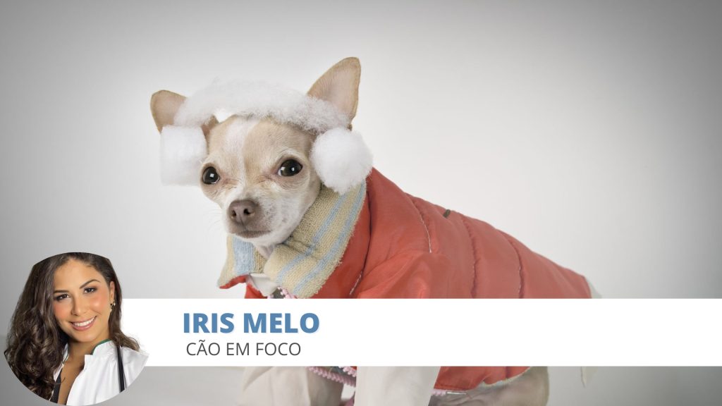 cães frio