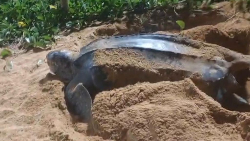 Serra Tartaruga Jacaraípe