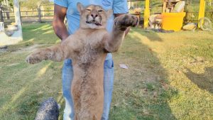 Onça Serra Onças-parda