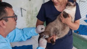 Vacinação contra raiva Serra