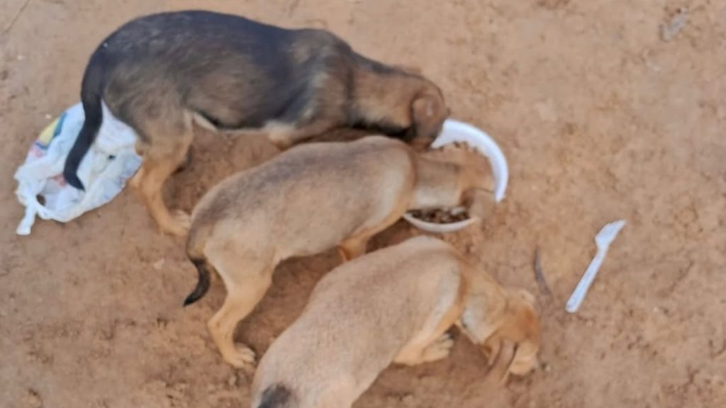 bem estar animal