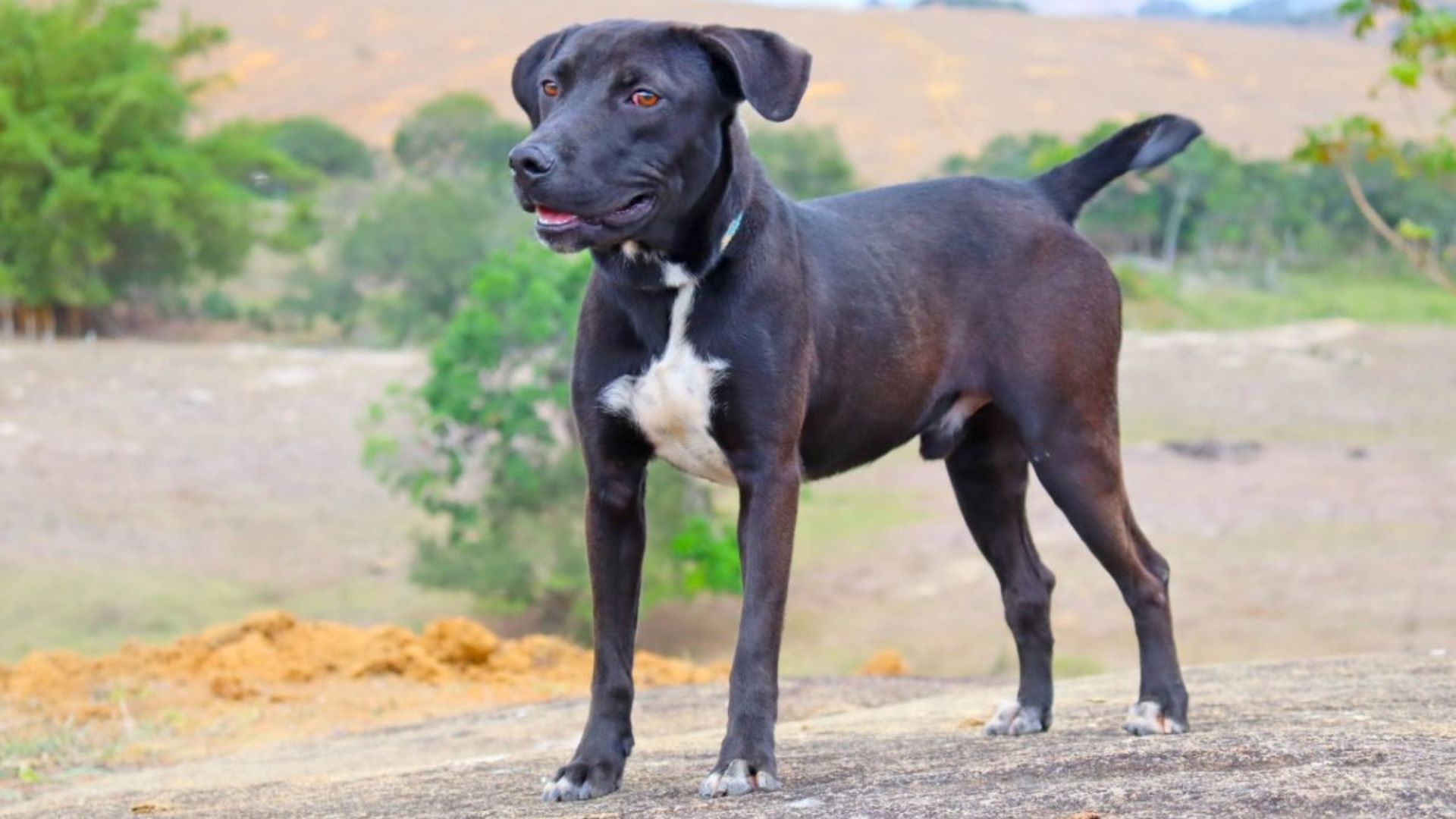 Serra Castração gratuita Cães e gatos