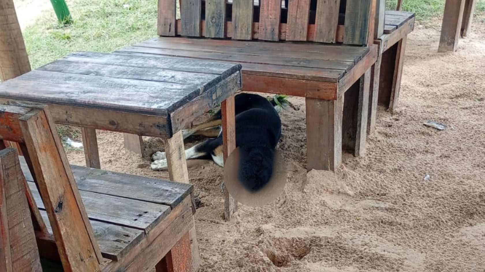 envenenamento Bicanga