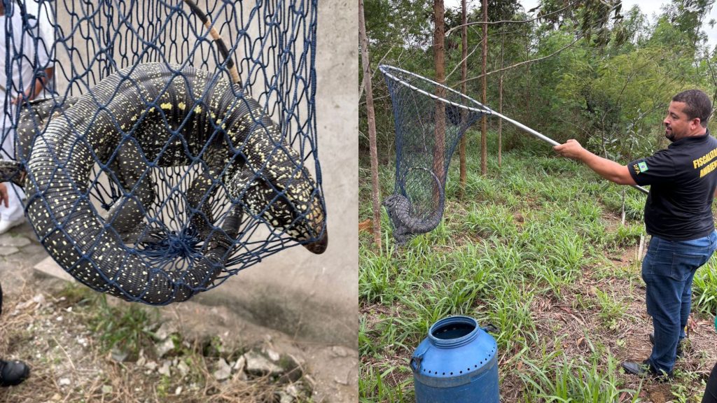 lagarto