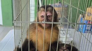 Macaco-prego Serra Condomínio