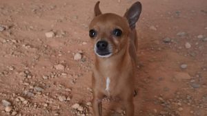 Cachorro Pedrada Cabeça Serra