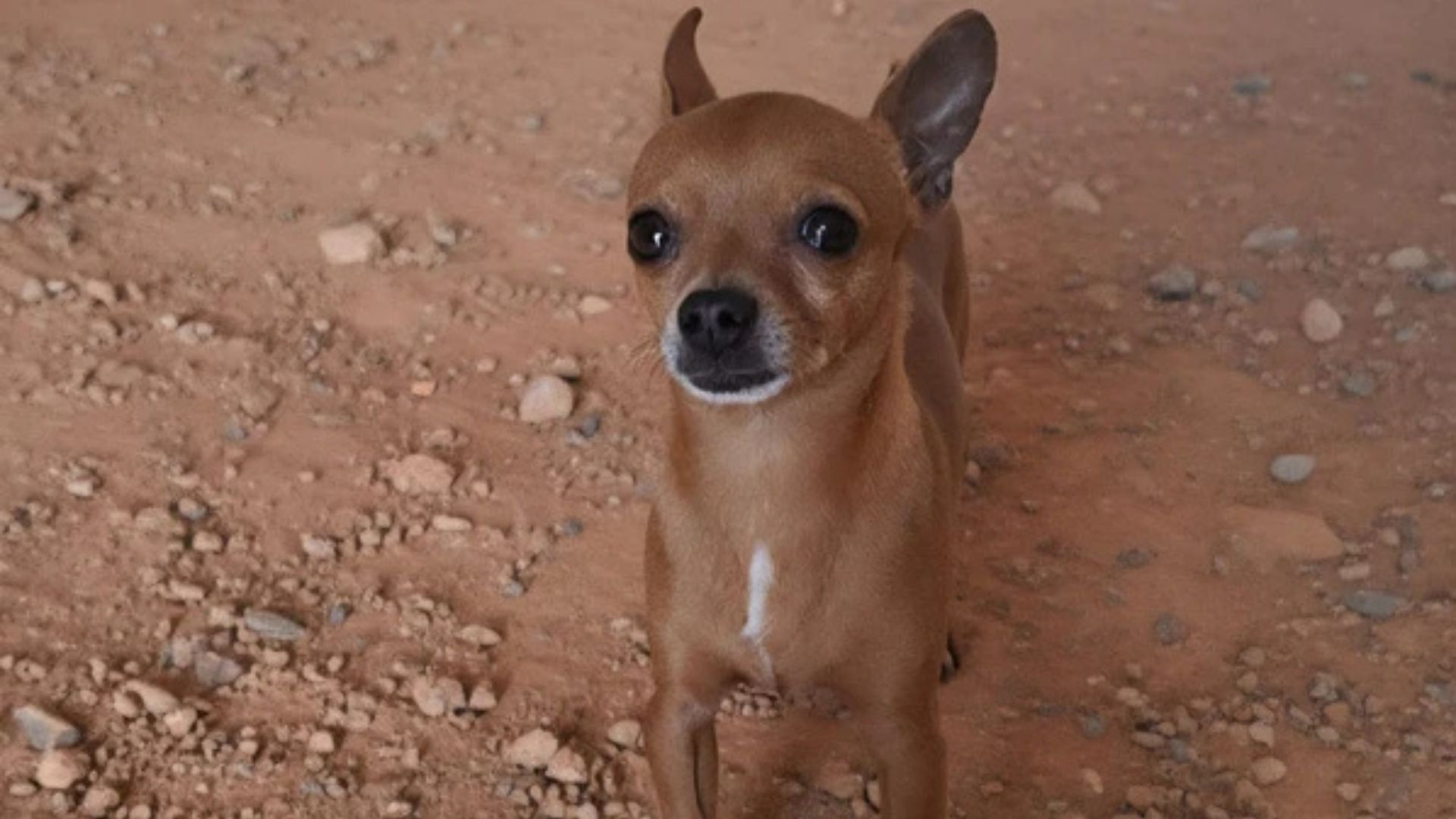 Cachorro Pedrada Cabeça Serra