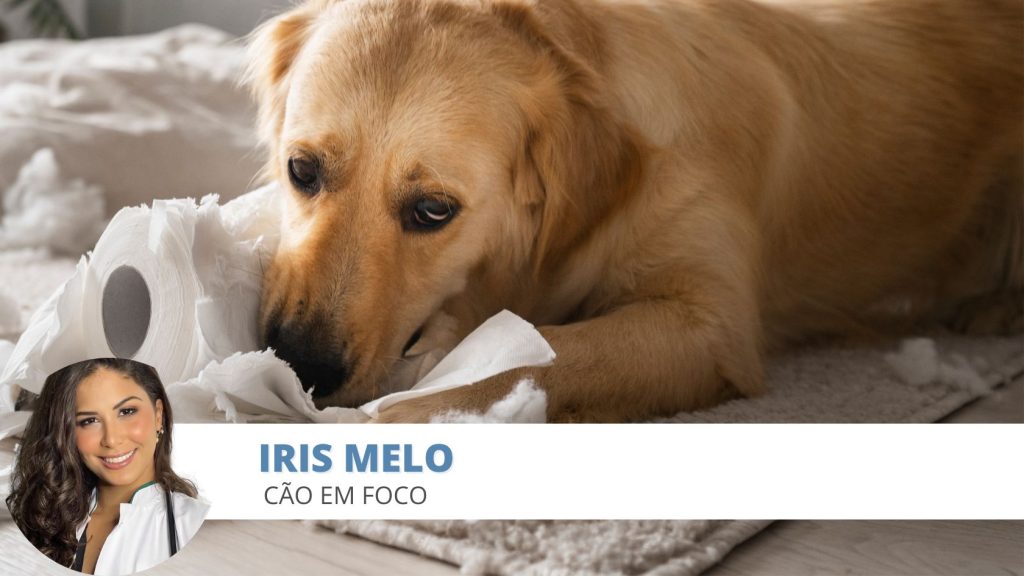 estresse cães