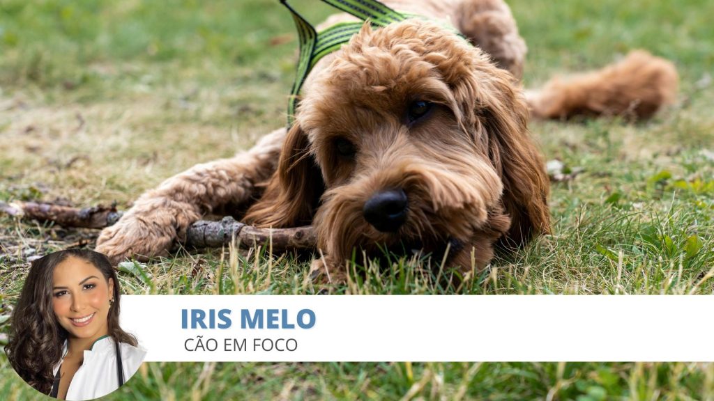 cão infeliz