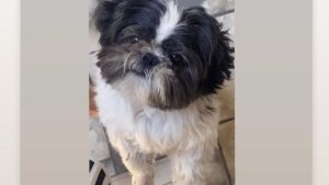 shih-tzu