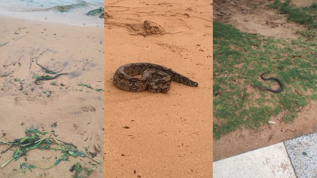 cobras-lagoa-serra