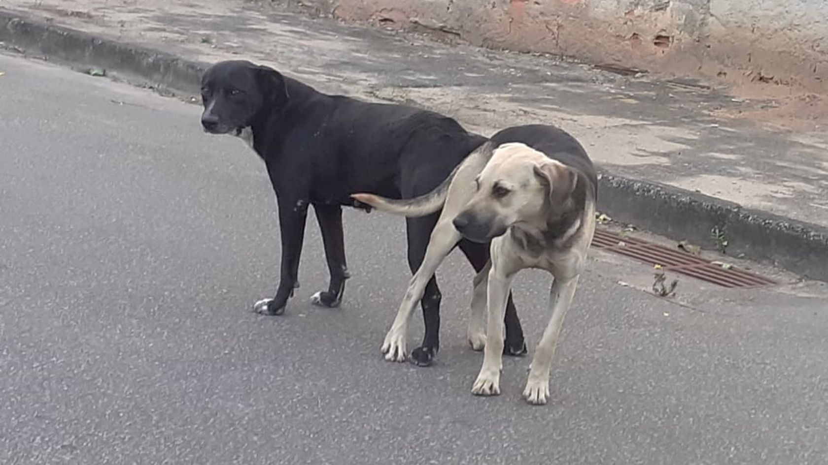 castração-cães-gatos-serra