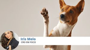 emergência-veterinária