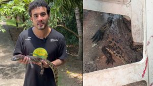 jacaré-telhado-serra