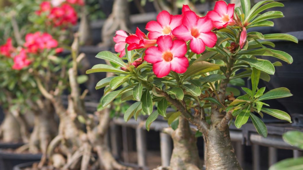 Rosa do Deserto