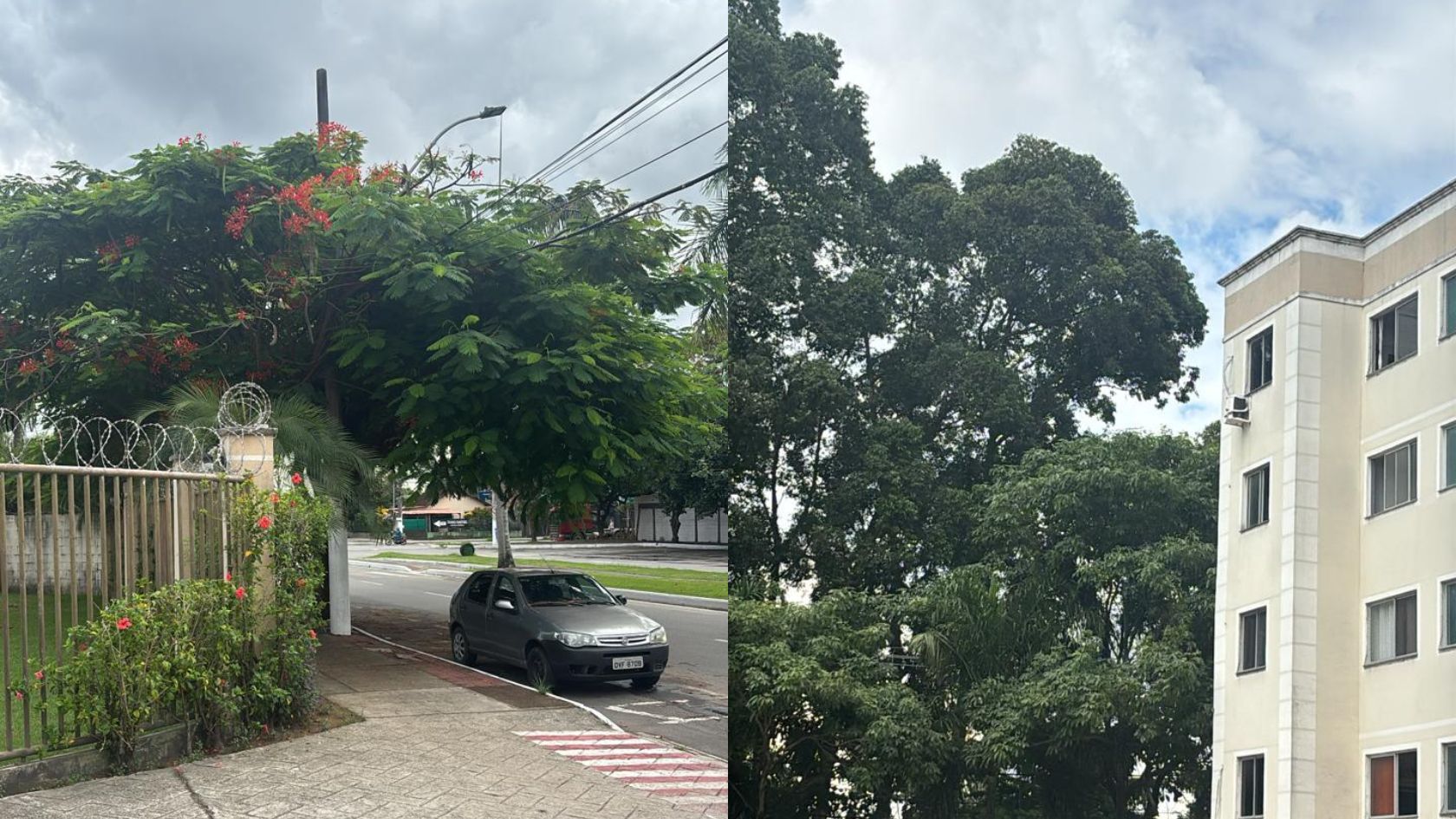 árvores colina laranjeiras