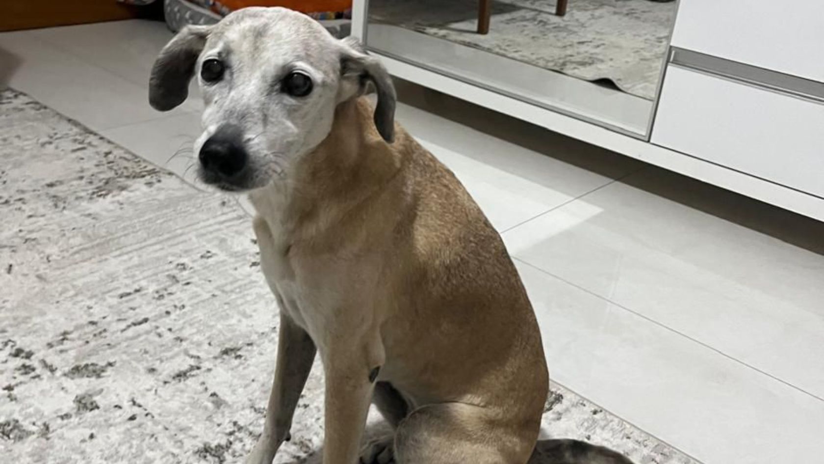 cachorra-idosa-desaparecida