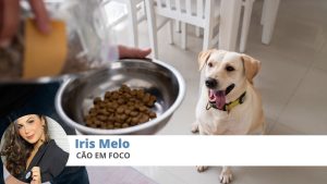 cães alimentação