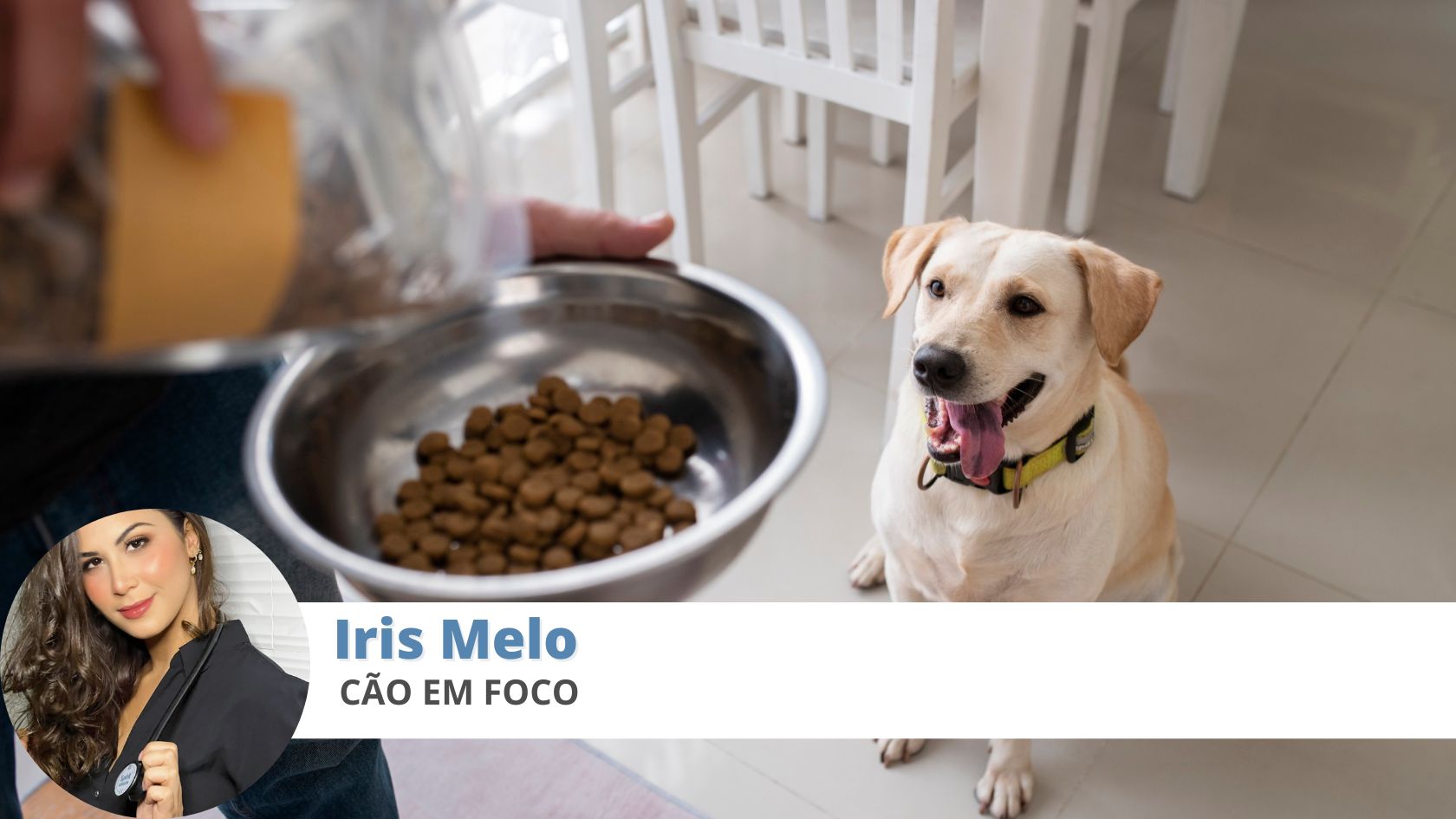 cães alimentação